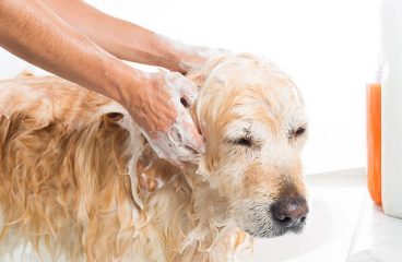 Advantages of grooming pets